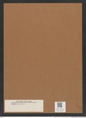 Coscinodiscus sp. (de-Toni-Nr.: Genus 202) Zeichnungen Sammlung Grunow Mappe 04959 (Herbarium_W_Grunow_drawings_Folder_04959)